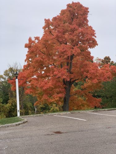 Best Time to Plant a Tree? Probably Now